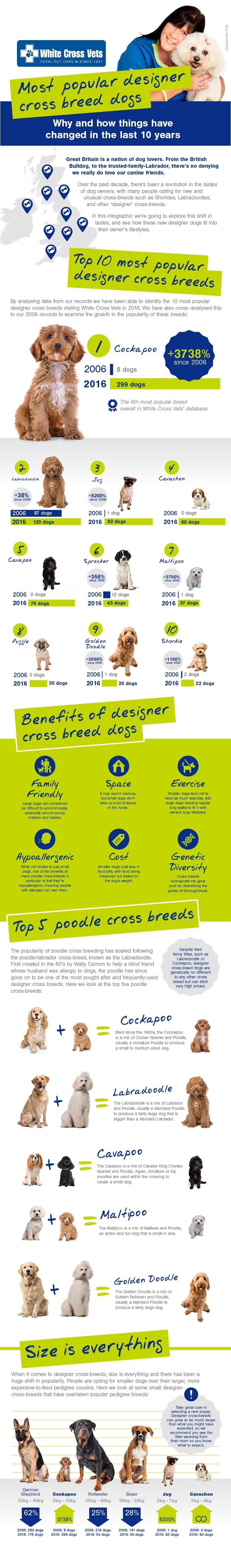Most popular designer cross breed dogs
