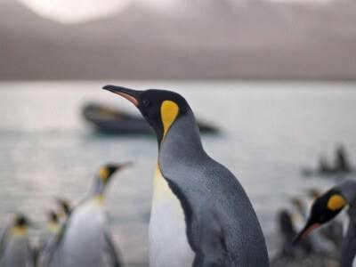 Google Penguin Algorithm Changes: What It Means for Your SEO