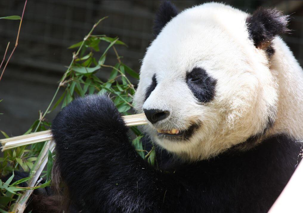 Google Panda and SEO | What It Means for Your Website