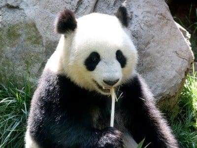 Will Google Panda Lead to More SEO Training? | Opace