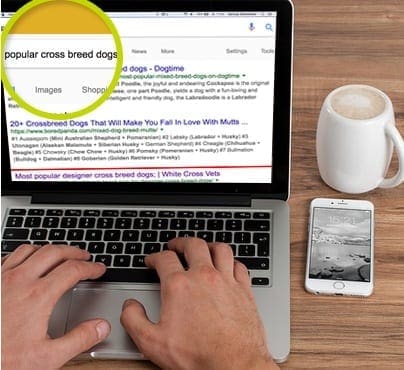 White Cross Vets SEO