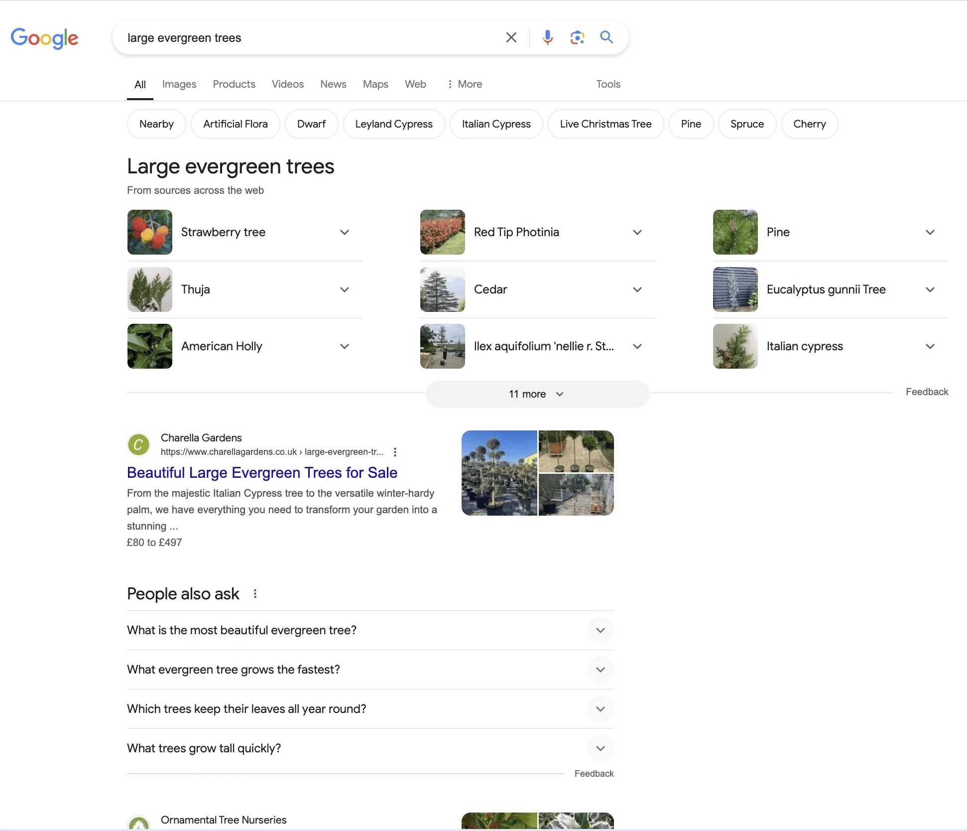 Charella Gardens SEO - ranking 1 for Large Evergreen Trees