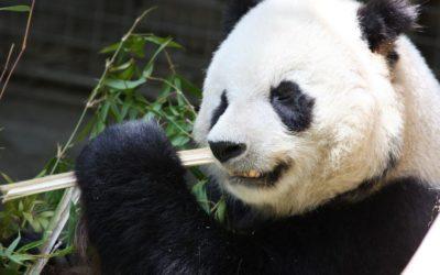 Google Panda and what it means for your website and SEO