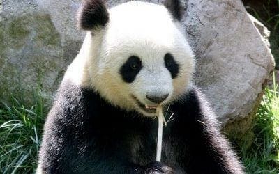 Will Google Panda mean more SEO training?