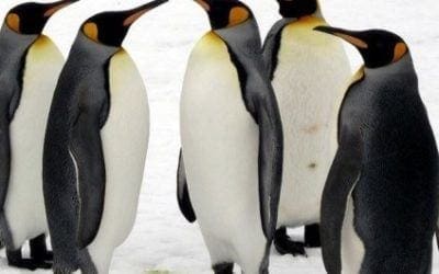 Penguin 3.0 update and a client case study 2014